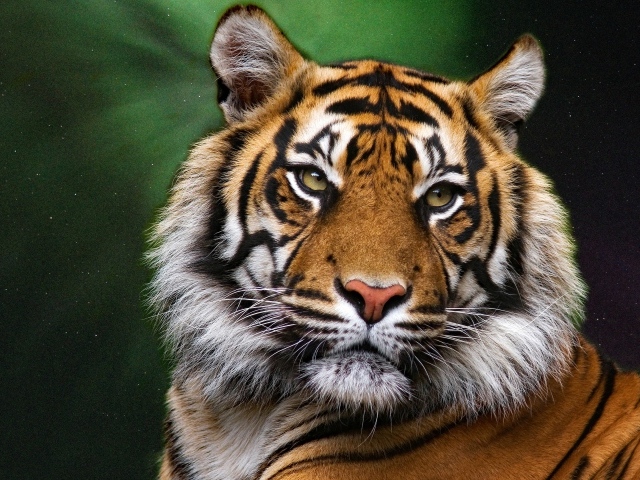 Морда большого полосатого тигра на зеленом фоне