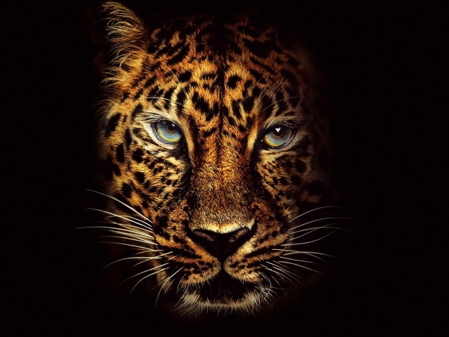 Морда пятнистого леопарда с голубыми глазами на черном фоне