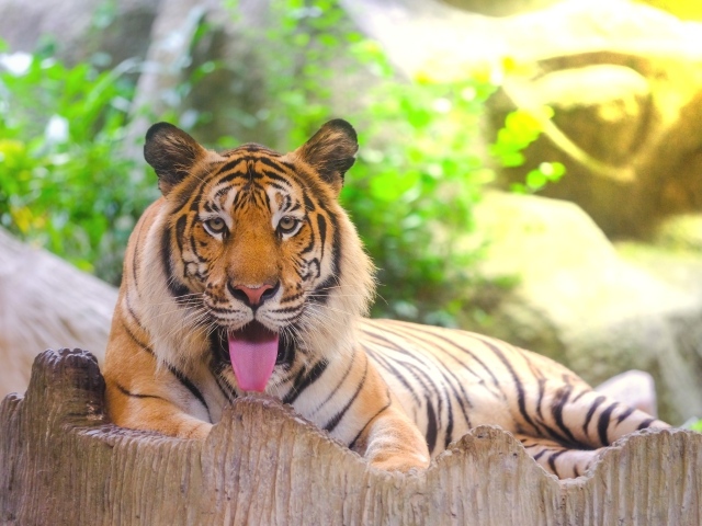 Полосатый тигр с высунутым языком лежит в зоопарке