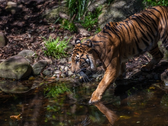 Большой полосатый тигр идет к водопою 
