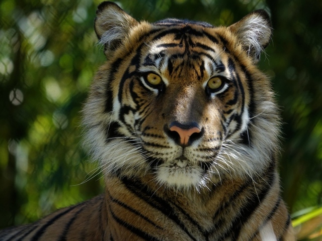 Морда большого  тигра крупным планом