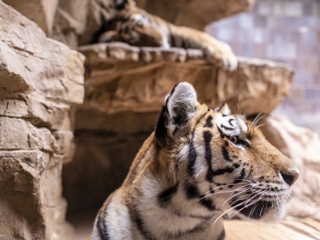 Морда полосатого тигра у камней в зоопарке 