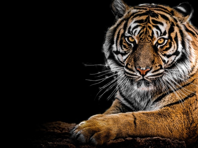 Суровый полосатый тигр лежит на черном фоне