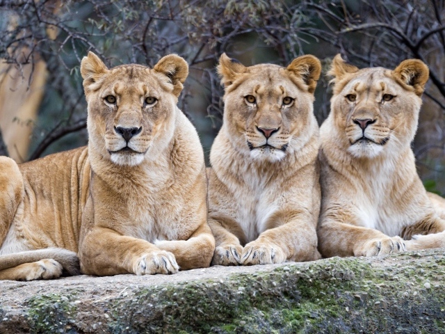 Три большие львицы лежат на камне в зоопарке 