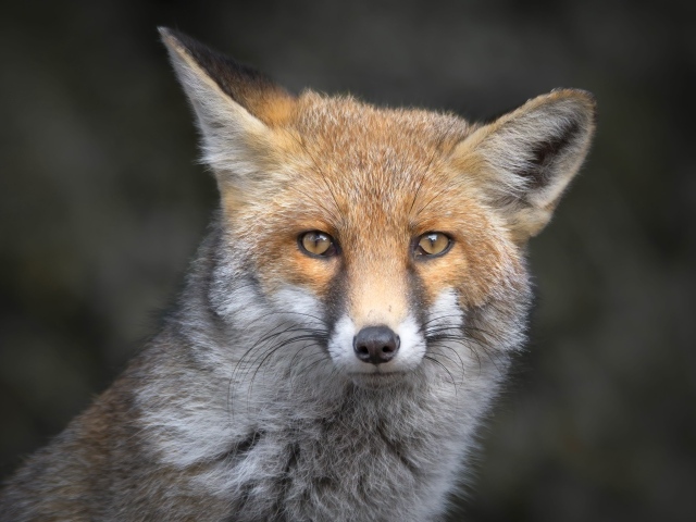 Морда рыжей лисы с хитрыми глазами
