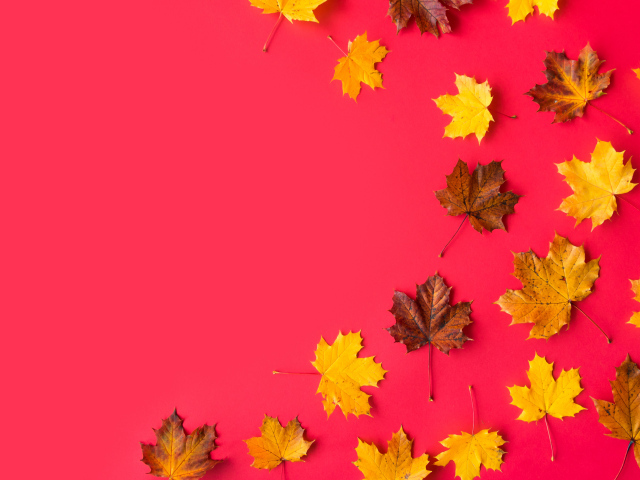 Опавшие осенние кленовые листья на красном фоне