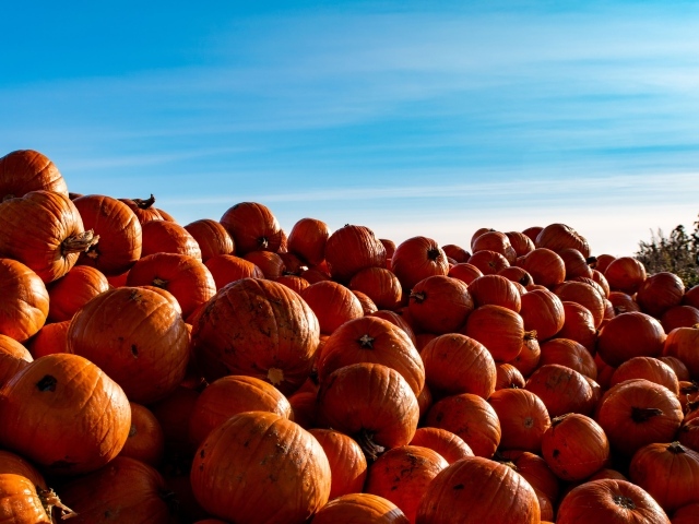 Много спелой оранжевой тыквы на поле на фоне голубого неба 