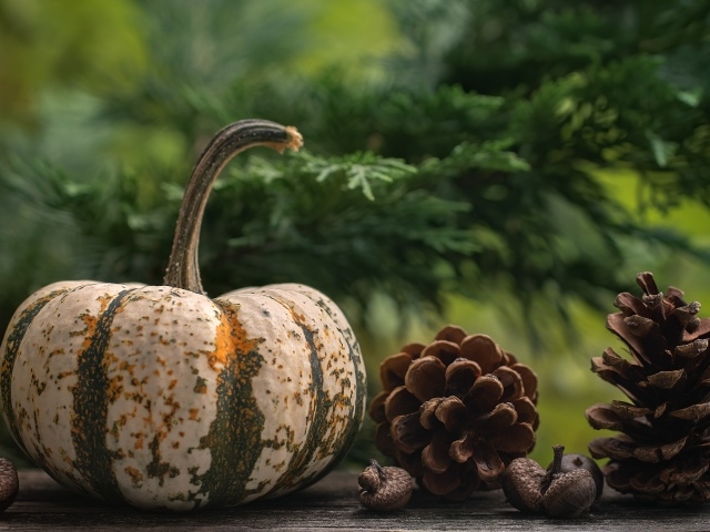 Большая тыква с шишками на столе 