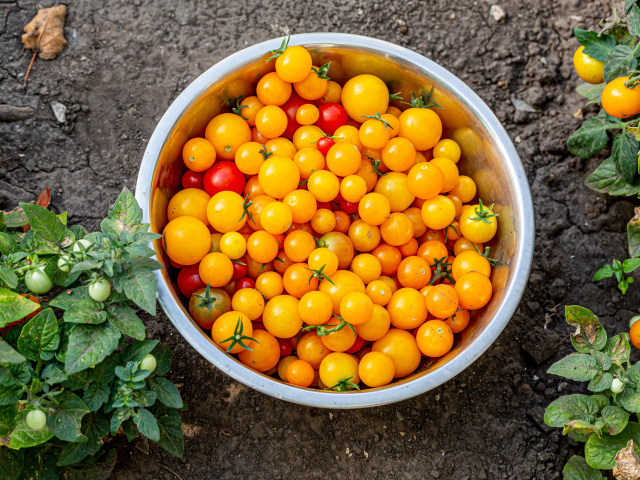 Много желтых помидоров в тазике на огороде