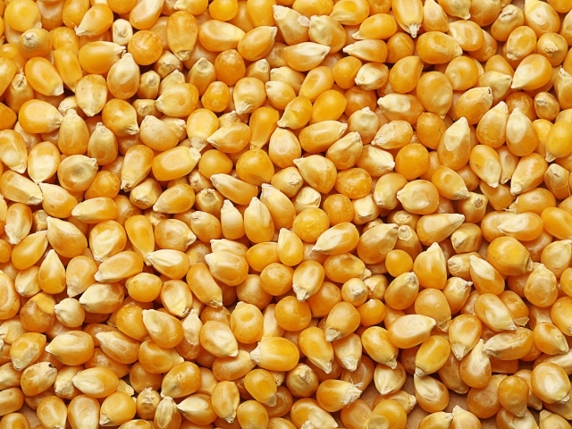 Желтые кукурузные зерна крупным планом 
