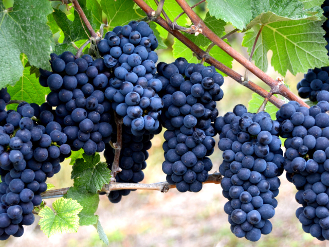 Красивые грозди синего винограда на лозе