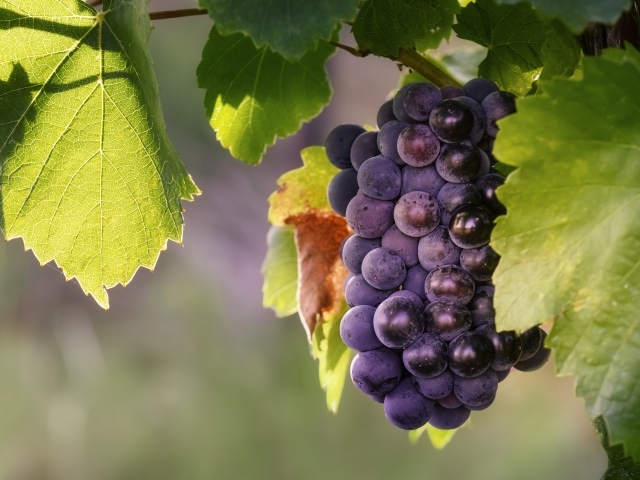 Гроздь синего винограда в зеленых листьях 