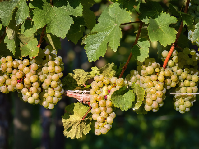 Гроздья красивого белого винограда на лозе