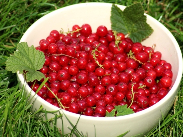 Спелая красная смородина в белой миске на зеленой траве 