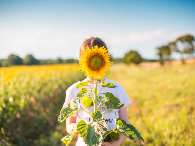 Девушка прячется за цветком подсолнуха летом