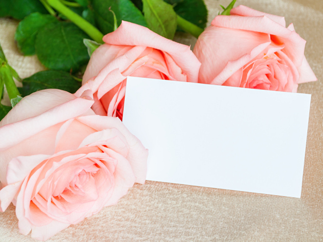 Три розовые розы и лист бумаги, шаблон поздравительной открытки на 8 марта