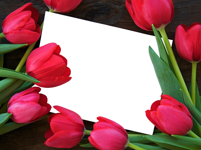Белый лист бумаги и красные тюльпаны, шаблон поздравительной открытки