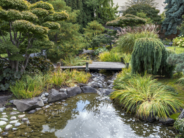 Декоративный пруд с зелеными зарослями и мостом в парке