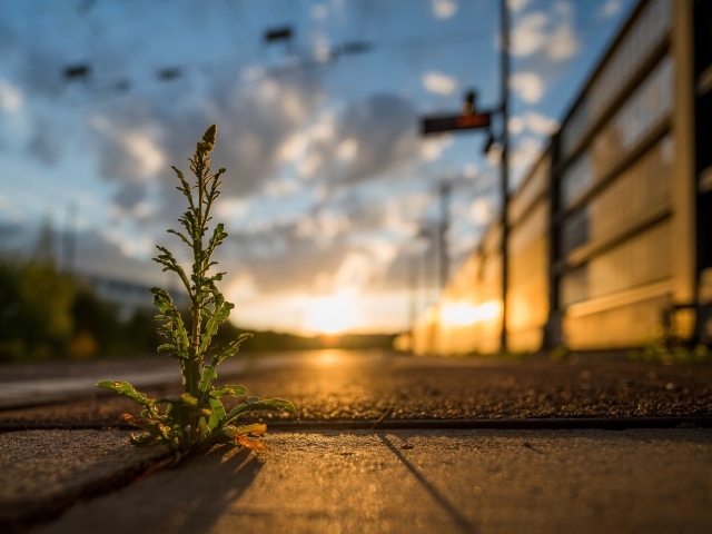 Зеленое растение пробивается сквозь асфальт