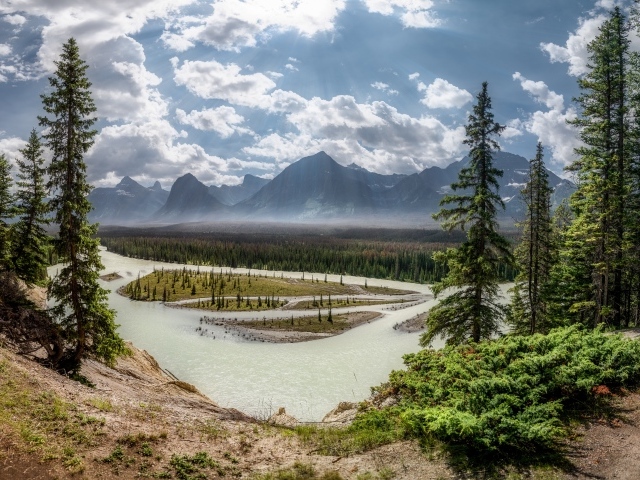 Высокие зеленые сосны на берегу реки в горах 