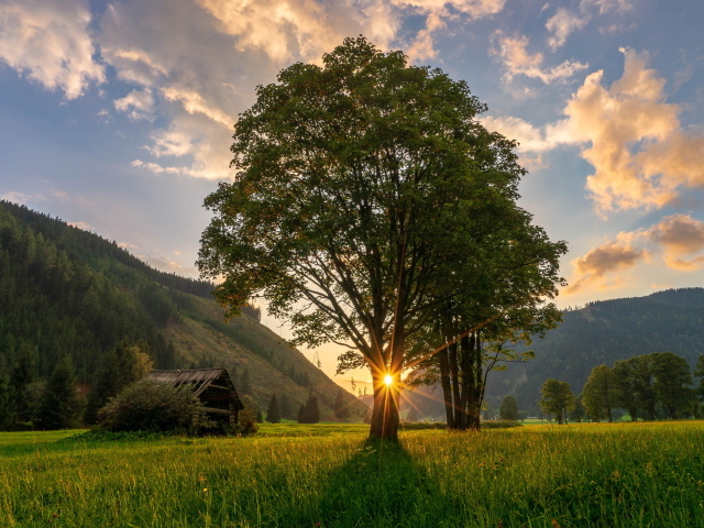 Высокое дерево с зелеными листьями в лучах солнца