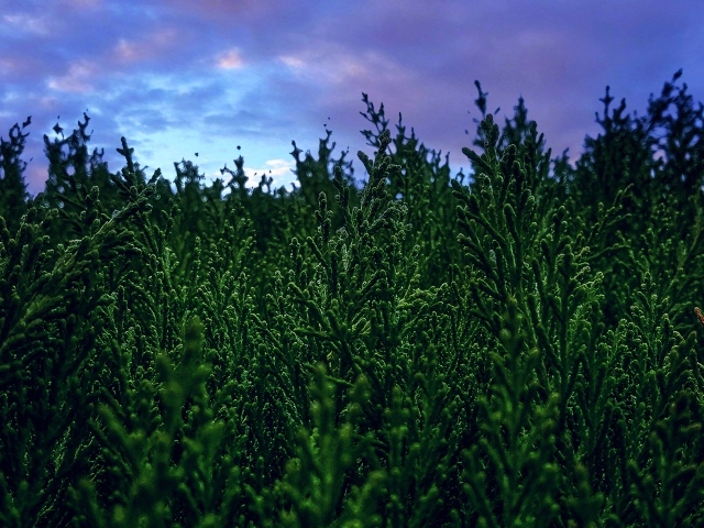 Зеленые заросли туи под пасмурным небом