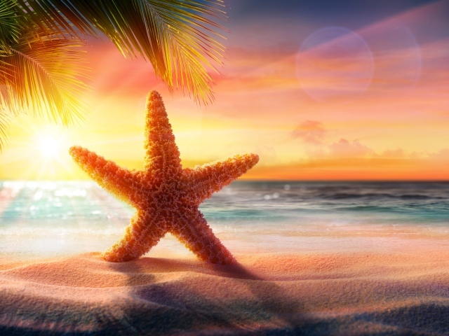 Красивая морская звезда на песке в лучах яркого солнца