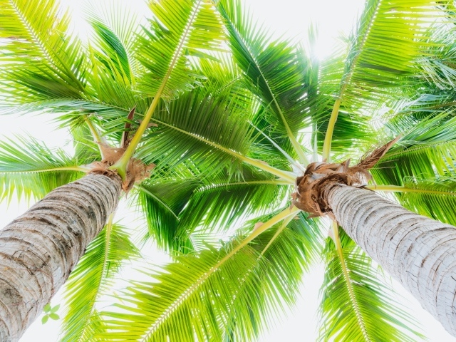 Две зеленые пальмы на пляже вид снизу