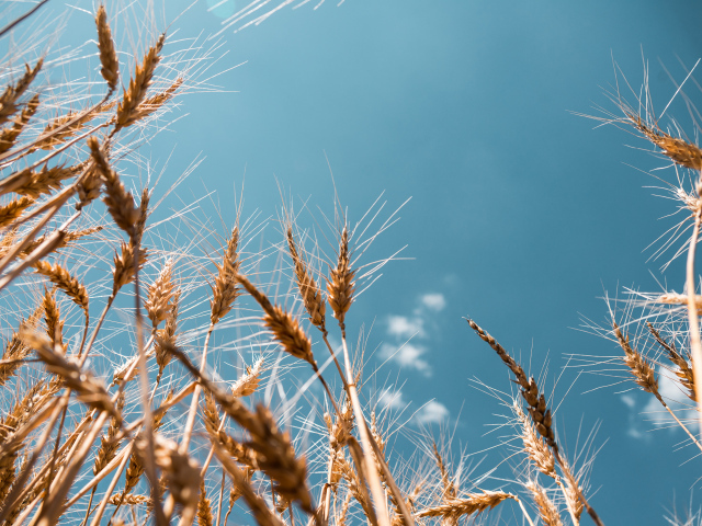 Колосья пшеницы на фоне голубого неба в лучах солнца 
