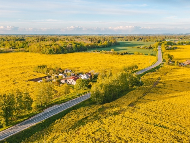 Желтые рапсовые поля, вид сверху
