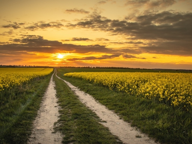 Желтые рапсовые поля на закате солнца 