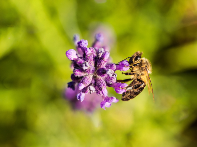 Пчела собирает нектар на фиолетовом цветке