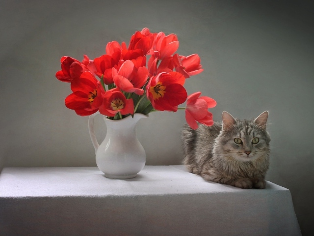 Букет красных тюльпанов в белой вазе на столе с котом