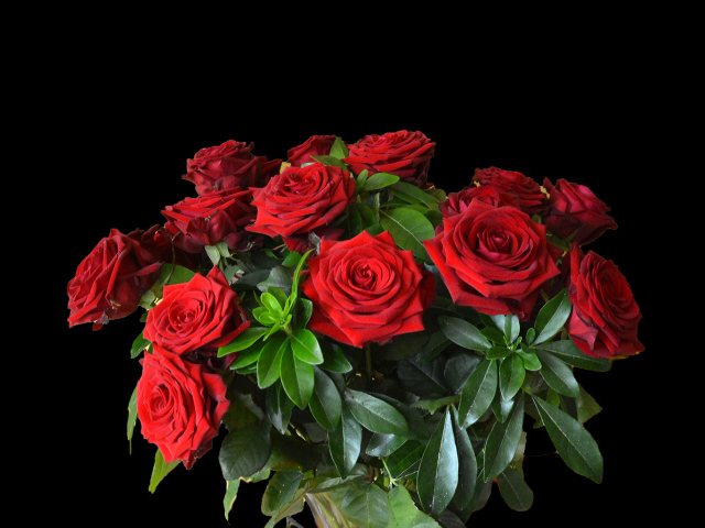 Большой букет красных роз на черном фоне