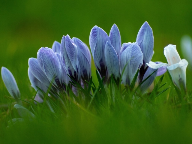 Много голубых цветов крокуса в зеленой траве 