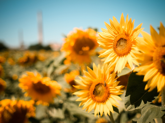 Много желтых цветущих подсолнухов на поле под голубым небом