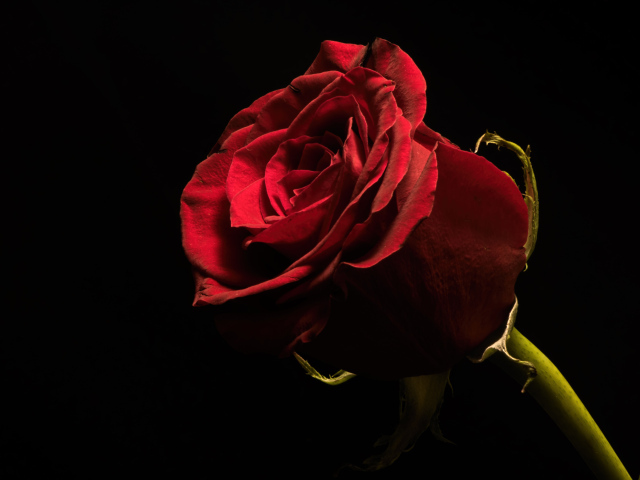 Красивая бордовая английская роза на черном фоне