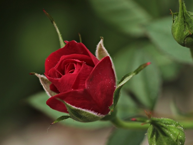 Красивая бордовая роза с бутонами крупным планом