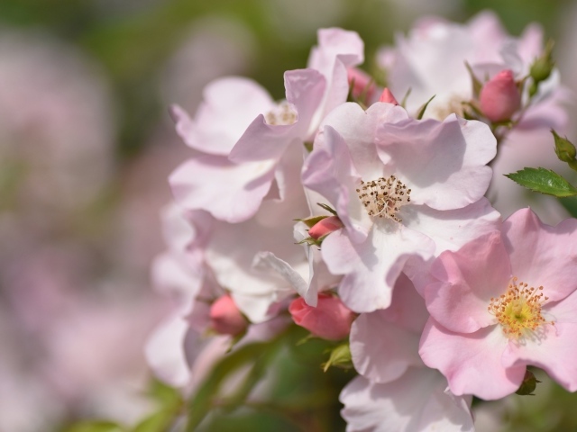 Красивые нежные розовые цветы розы