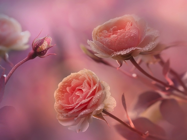 Красивые нежные розы с бутонами в каплях росы