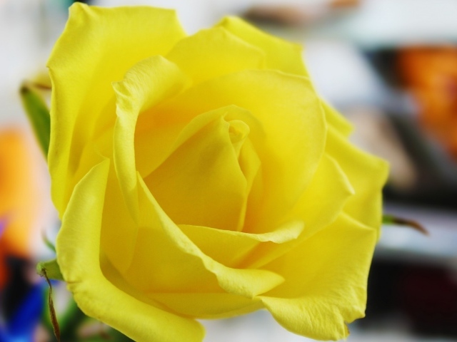 Красивая свежая желтая роза крупным планом