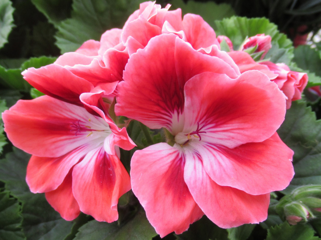 Красивый комнатный цветок герань с розовыми цветами