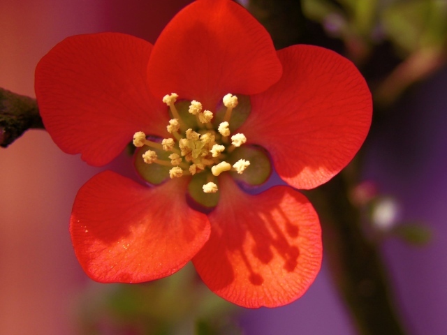 Красивый маленький красный цветок на ветке крупным планом