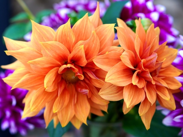 Красивые оранжевые георгины крупным планом