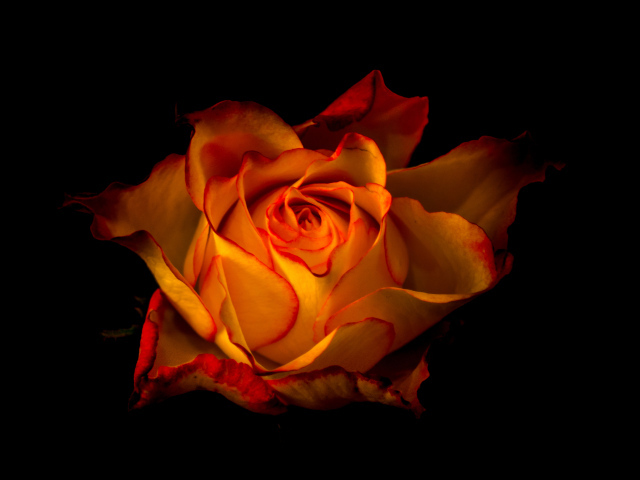 Красивая оранжевая роза крупным планом на черном фоне