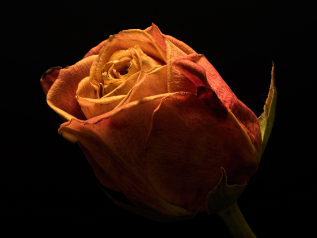 Красивая оранжевая роза на черном фоне крупным планом