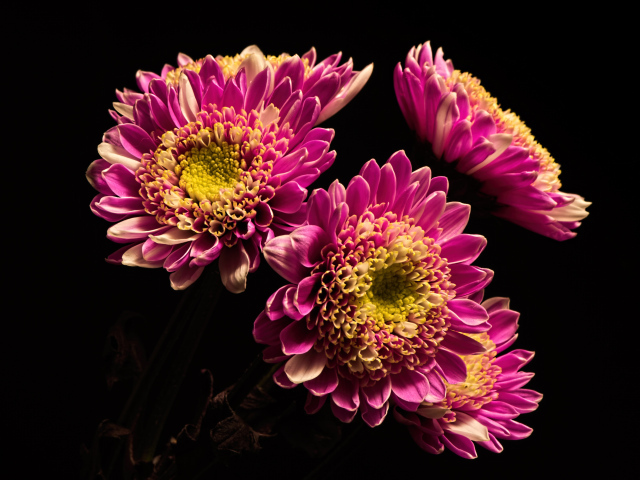 Красивые розовые хризантемы на черном фоне