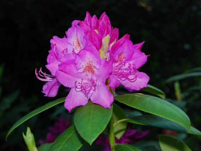 Красивый розовый цветок рододендрон крупным планом