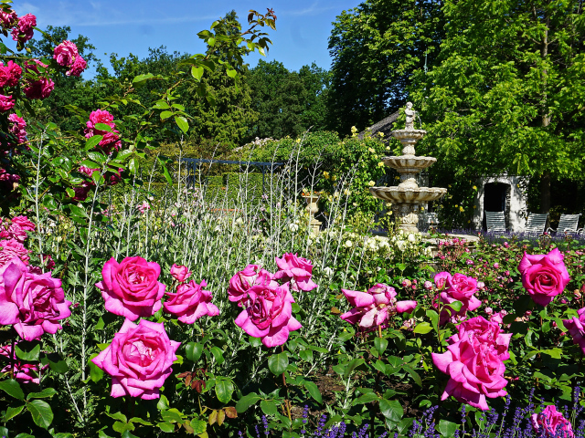 Красивые розовые розы в саду у фонтана