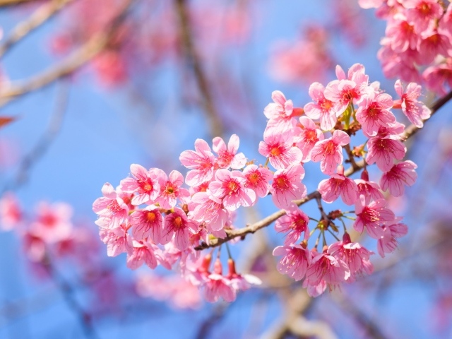 Красивые розовые весенние цветы на ветке дерева